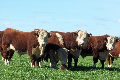 La carne del ganado Hereford es la más cotizada. | D. C.