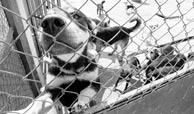 Perros en la perrera municipal de Valladolid. (El Mundo de Valladolid)