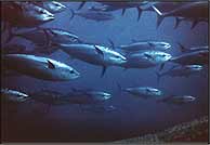 Un banco de atunes rojos atlánticos.