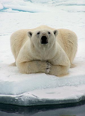 Un oso polar, en Alaska. (Foto: AP)