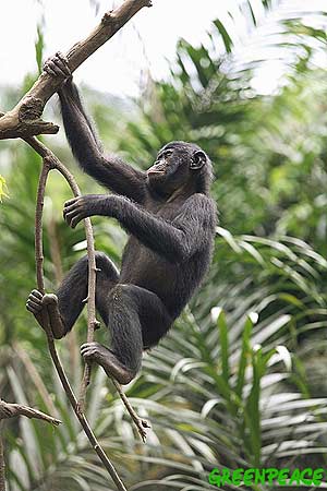 Un bonobo en las selvas del Congo. (Foto: Greenpeace)