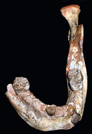 Mandíbula fosilizada de 160.000 años hallada en Marruecos. (Foto: PNAS)