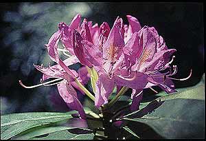 El rododendro es una planta de gran valor ornamental. (Foto. CSIC)