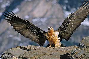 Los quebrantahuesios son una de las aves en mayor peligro de extinción. (Foto: EL MUNDO) Los quebrantahuesios son una de las aves en mayor peligro de extinción. (Foto: EL MUNDO)