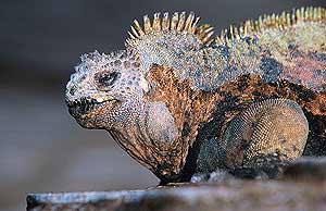 La fauna de las Galápagos está seriamente amenazada. (Foto: Agefotostock) La fauna de las Galápagos está seriamente amenazada. (Foto: Agefotostock)