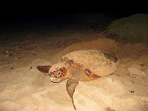 un ejemplar de tortuga boba anida en una playa. (Foto: CSIC)