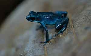 Un ejemplar de Oophaga pumilio. (Foto: PNAS) Un ejemplar de Oophaga pumilio. (Foto: PNAS)