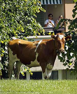 Sus descubridores pagaron por la vaca unos 175 euros. (Foto. AFP)