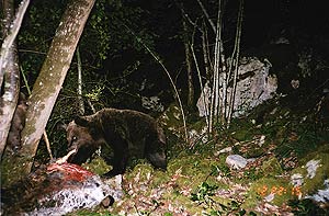 Bear eating carrion