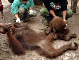 Activistas atienden a una orangután (AFP) Activistas atienden a una orangután (AFP)