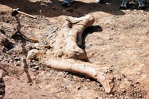 Vista de un fémur y una tibia en Burgos. (Foto: EFE) Vista de un fémur y una tibia en Burgos. (Foto: EFE)