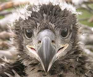 Pollo recién nacido de aguila calva americana (Foto: Center for Conservation Biology) Pollo recién nacido de aguila calva americana (Foto: Center for Conservation Biology)