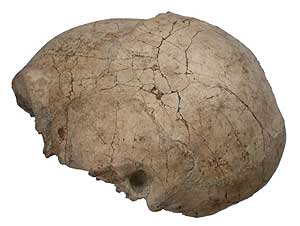 Cráneo de Homo erectus (Foto: National Museums of Kenya) Cráneo de Homo erectus (Foto: National Museums of Kenya)