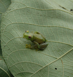 Nueva especie de rana perteneciente al g&eacute;nero Hyperolius. (Foto: Andy Plumptre | Wildlife Conservation Society)