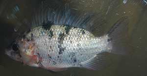 Tilapia en el acuario de la Escuela de Ingenieros Agrónomos (Foto: Marga Estebaranz) Tilapia en el acuario de la Escuela de Ingenieros Agrónomos (Foto: Marga Estebaranz)