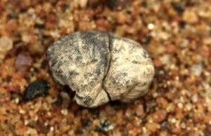 Bola de Resina encontrada Bola de Resina encontrada