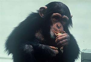 Chimpance empleado para el estudio de las capacidades mentales. (Foto: PNAS) Chimpance empleado para el estudio de las capacidades mentales. (Foto: PNAS)