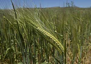 El trigo Chino podrìa sufrir el efecto del calentamiento global