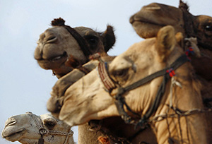 Un grupo de camellos de raza para carreras. (Foto: REUTERS)