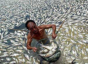 Peces muertos en un lago de Wuhan (EFE)