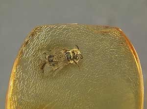 Abeja con el polen de la orqu�dea dentro del �mbar (Nature)