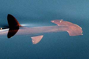 Un tiburón martillo nada en aguas del Golfo de Hauraki. (Foto: REUTER)