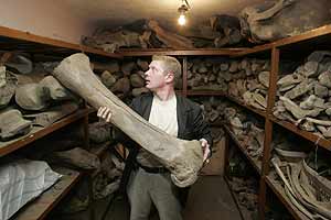 Un trabajador del Museo de la Edad de Hielo de Moscú manipula huesos de mamut (REUTERS) Un trabajador del Museo de la Edad de Hielo de Moscú manipula huesos de mamut (REUTERS)