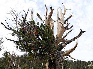 Pino de Bristlecone, California (AFP/Gabriel Bouys)