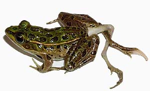 Una de las ranas afectadas (Foto: Pieter Johnson) Una de las ranas afectadas (Foto: Pieter Johnson)