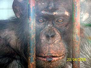 Uno de los chimpancés (Foto: Proyecto Gran Simio) Uno de los chimpancés (Foto: Proyecto Gran Simio)