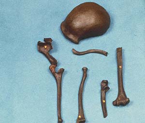Réplica de un esquelto del Hombre de Neanderthal (Foto: Alastair Grant. Agencia/AP)