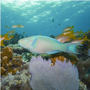 Un pez loro junto nada junto a corales en el Caribe. (Foto: 'Nature')