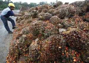 Un trabajador recoge el fruto de las palmeras para hacer aceite. (Foto: REUTERS) Un trabajador recoge el fruto de las palmeras para hacer aceite. (Foto: REUTERS)