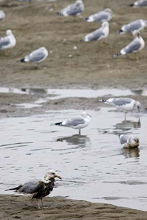 Las gaviotas, unas de las principales afectadas por el vertido. (Foto: EFE)