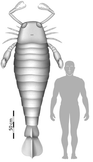 Comparación entre el tamaño del escorpión marino y un ser humano. (Foto:'Biology Letters')