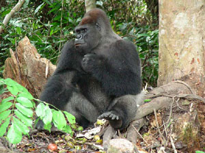 Un gorila en una reserva cercana a Brazzaville. (Foto: Gustavo Catalán Deus) Un gorila en una reserva cercana a Brazzaville. (Foto: Gustavo Catalán Deus)