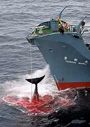 Un ballena jorobada es izada a bordo de un ballenero japonés (EFE/Kate Davison)