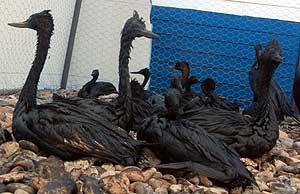 Cormoranes cubiertos de petr�leo ( EFE/Alejandro Paillahuala)