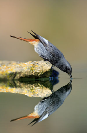 pajaro naturaleza iberica pajaro naturaleza iberica