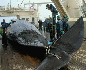 whale