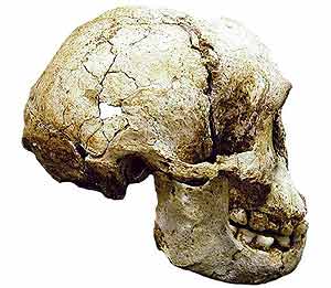 Cr�neo del 'Homo floresiensis'. (AP)