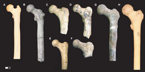 Huesos de fémures de homínidos comparados en la investigación. (Foto: Science).