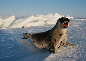 Una foca arpa en Canadá el 27 de marzo, un día antes del inicio de la temporada de caza. (Foto: AFP) Una foca arpa en Canadá el 27 de marzo, un día antes del inicio de la temporada de caza. (Foto: AFP)