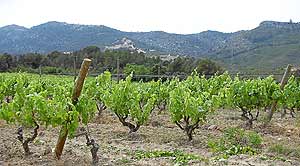 Vi�edo en un monte mediterr�neo (Foto: El Mundo)