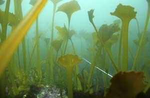 Algas bajo las aguas de la reserva pesquera (Foto:WWF/Adena)