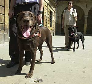 Una clase de adriestamiento de perros quía. (Foto: Mitxi)
