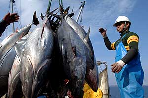 Unh pescador descarga atunes en Zagreb, en febrero pasado. (Foto: AFP)