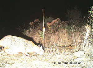 Imagen de un lince captada con cámara de fototrampeo. (Foto: Junta de Castilla-La Mancha) Imagen de un lince captada con cámara de fototrampeo. (Foto: Junta de Castilla-La Mancha)