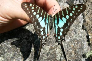 Una de las tres nuevas especies de mariposas descubiertas en Mozambique. (Foto: Julian Bayliss/Kew)