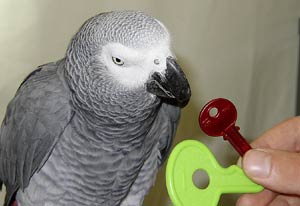 loro loro